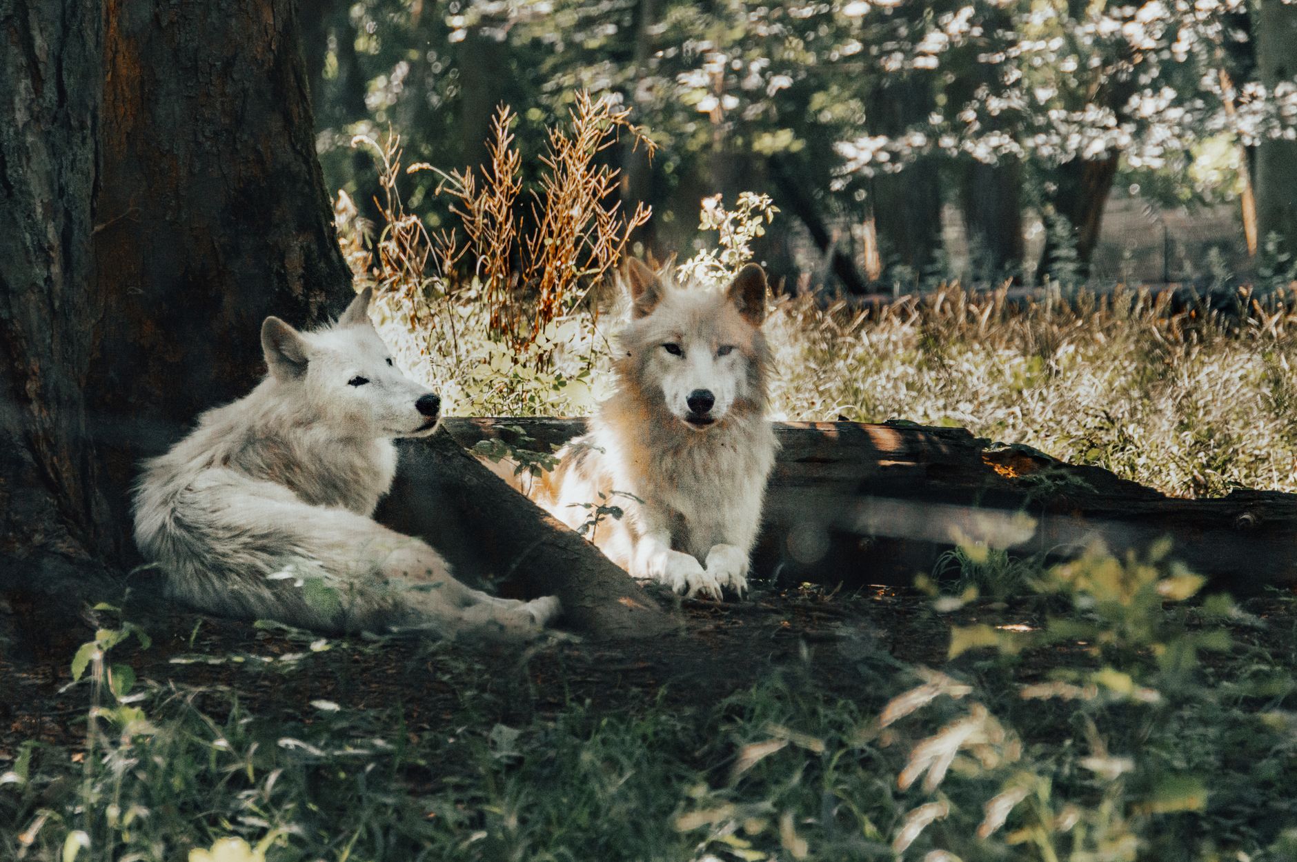Wolves kamper i dag og kommende kamper