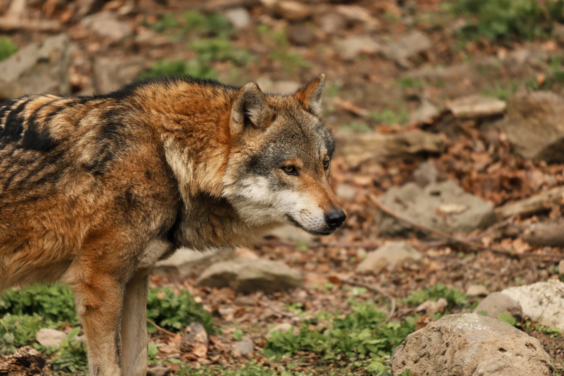 Wolves spillere og profiler